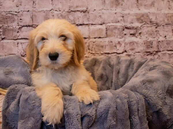 Goldendoodle- Available 1/12-DOG-Male-Cream-863-PetCenter Old Bridge, New Jersey