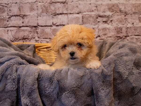 Peke-A-Poo- Available 1/12-DOG-Male-Cream-854-PetCenter Old Bridge, New Jersey