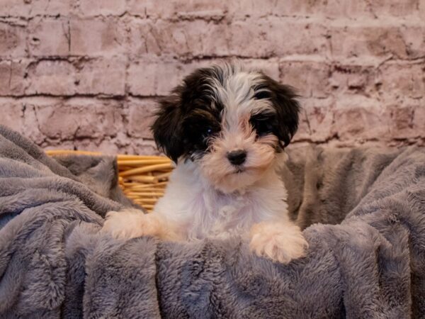 Yorkiepoo- Available 1/12-DOG-Male-Black and White-851-PetCenter Old Bridge, New Jersey