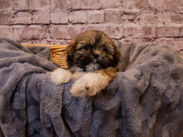 Lhasa Apso- Available 1/12-DOG-Female-Golden-856-PetCenter Old Bridge, New Jersey