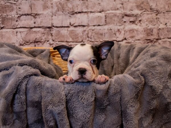 Boston Terrier- Available 1/12-DOG-Female-Black and White-855-PetCenter Old Bridge, New Jersey