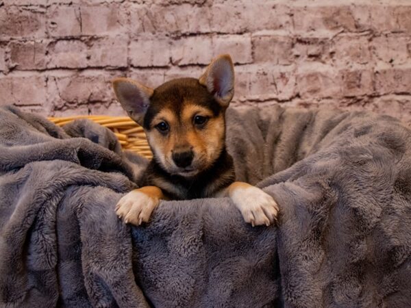 Shiba Inu- Available 1/12-DOG-Female-Black and Tan-860-PetCenter Old Bridge, New Jersey