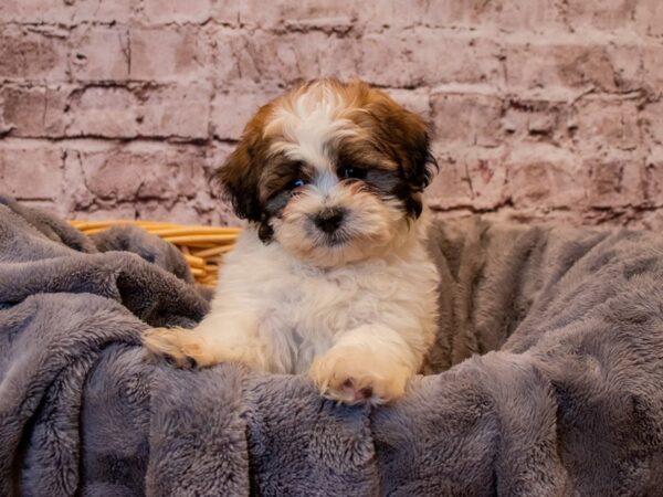 Shih Tzu- Available 1/12-DOG-Male-Gold and White-853-PetCenter Old Bridge, New Jersey