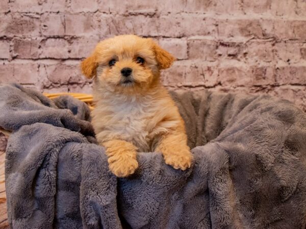 Mini Goldendoodle- Available 1/12-DOG-Female-Golden-859-PetCenter Old Bridge, New Jersey