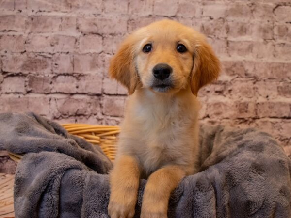 Golden Retriever- Available 1/12-DOG-Female-Golden-861-PetCenter Old Bridge, New Jersey