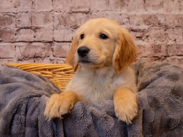 Golden Retriever- Available 1/12-DOG-Male-Light Golden-862-PetCenter Old Bridge, New Jersey