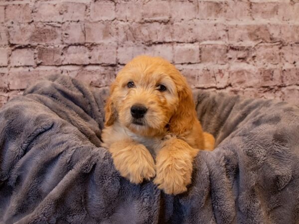 Goldendoodle- Available 1/12-DOG-Female-Golden-864-PetCenter Old Bridge, New Jersey