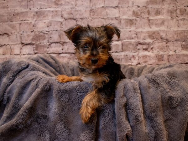 Yorkshire Terrier- Available 1/12-DOG-Female-Black and Tan-858-PetCenter Old Bridge, New Jersey