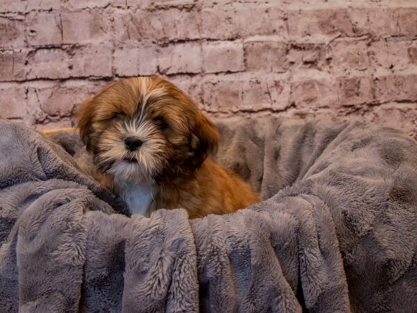 Lhasa Apso- Available 1/12-DOG-Male-Red Gold-857-PetCenter Old Bridge, New Jersey