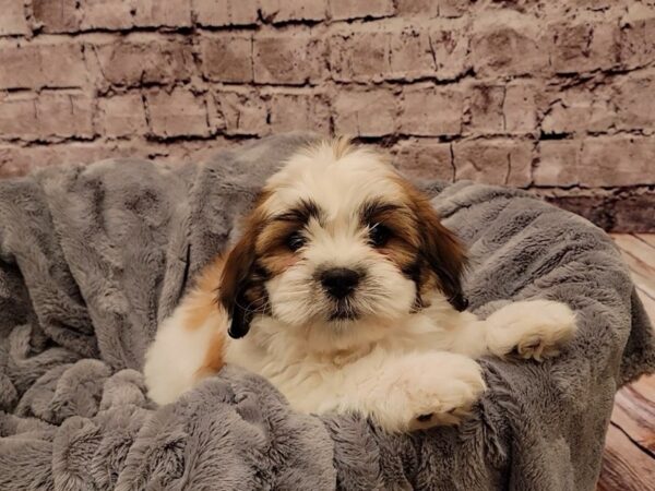 Teddy Bear- Available 1/19-DOG-Female-Gold and White-884-PetCenter Old Bridge, New Jersey