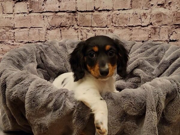 Dachshund- Available 1/19-DOG-Female-Black and Tan-881-PetCenter Old Bridge, New Jersey