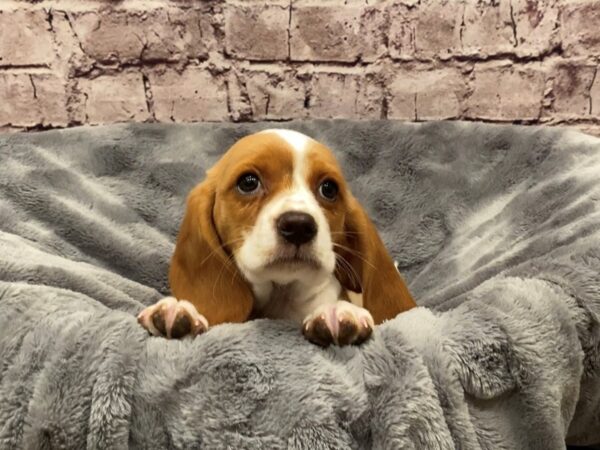 Beaglier- Available 1/19-DOG-Male-Red and White-883-PetCenter Old Bridge, New Jersey