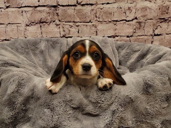 Beaglier- Available 1/19-DOG-Female-Black White and Tan-882-PetCenter Old Bridge, New Jersey