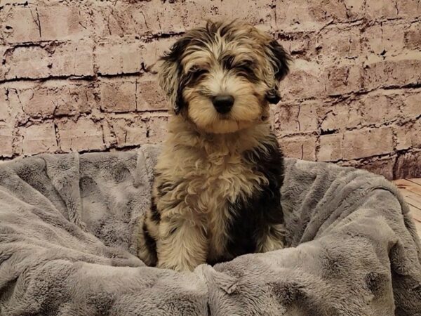 Miniature Bernedoodle 2nd Gen- Available 1/19-DOG-Female-Blue Merle-888-PetCenter Old Bridge, New Jersey
