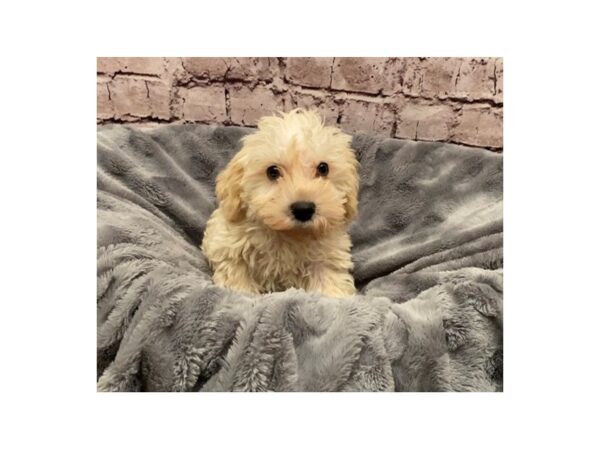 Schnoodle-DOG-Male-Apricot-880-PetCenter Old Bridge, New Jersey