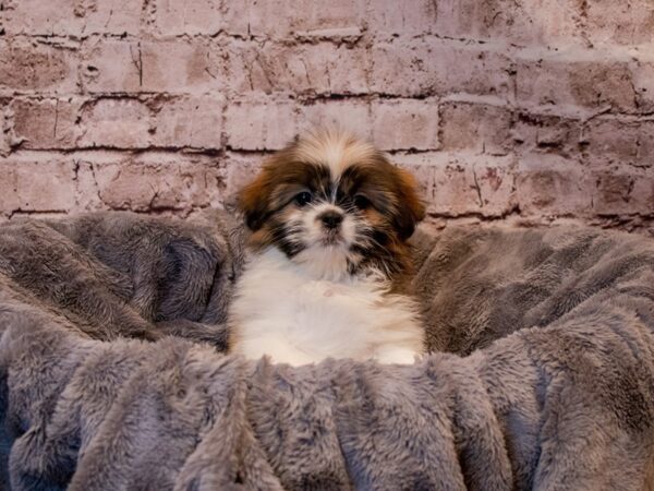 Shih Tzu- Available 1/19-DOG-Female-Brown / White-878-PetCenter Old Bridge, New Jersey