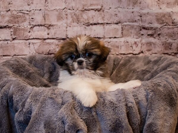 Shih Tzu- Available 1/19-DOG-Male-Brown / White-879-PetCenter Old Bridge, New Jersey
