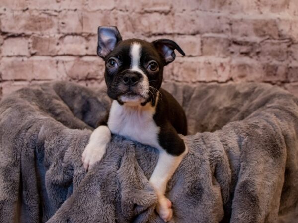 Boston Terrier-DOG-Male-Black / White-874-PetCenter Old Bridge, New Jersey