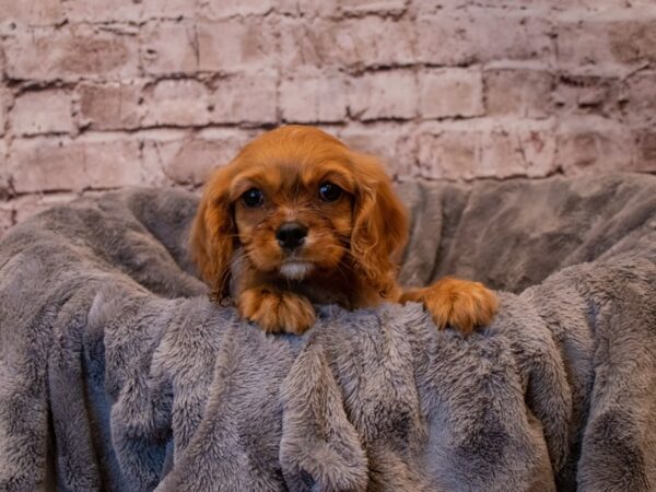 Cavalier King Charles Spaniel-DOG-Female-Ruby-865-PetCenter Old Bridge, New Jersey