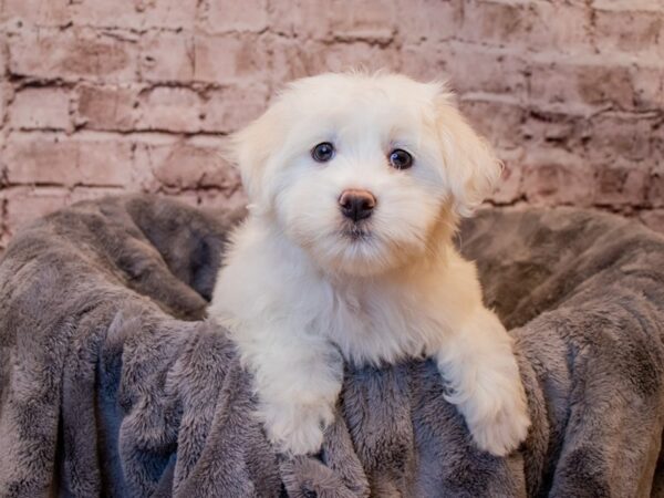 Coton De Tulear-DOG-Male-White-875-PetCenter Old Bridge, New Jersey