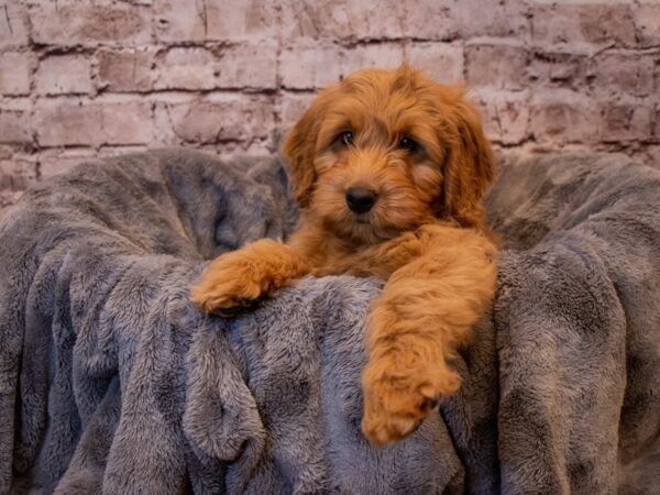Mini Goldendoodle-DOG-Male-Red-870-PetCenter Old Bridge, New Jersey