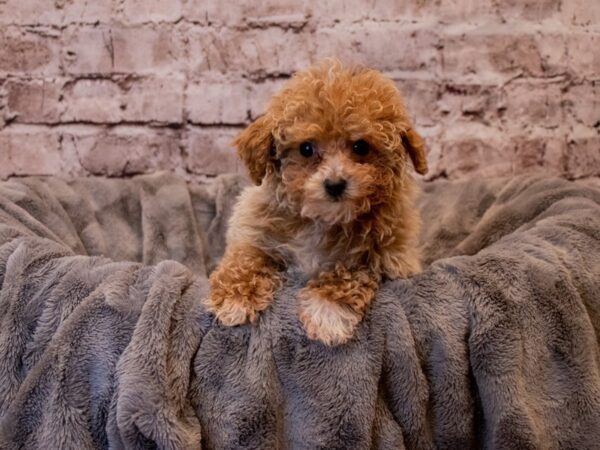 Poodle- Available 1/19-DOG-Male-White-876-PetCenter Old Bridge, New Jersey