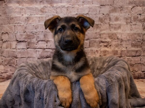 German Shepherd- Available 1/19-DOG-Male-Black / Red-873-PetCenter Old Bridge, New Jersey
