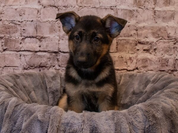 German Shepherd- Available 1/19-DOG-Female-Black / Red-872-PetCenter Old Bridge, New Jersey