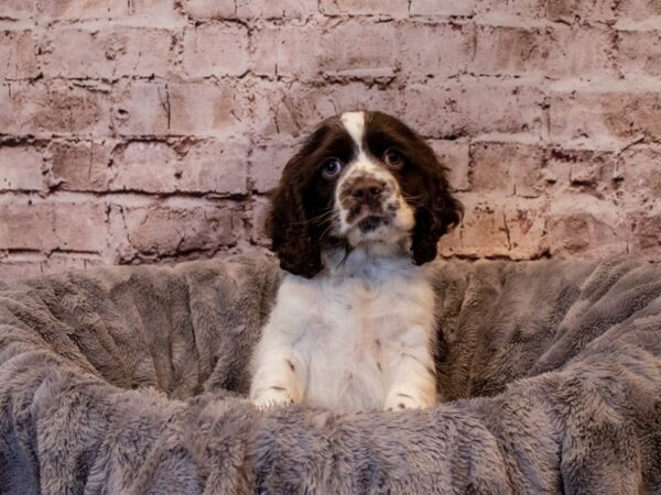 Cocker Spaniel- Available 1/19-DOG-Male-Chocolate / White-877-PetCenter Old Bridge, New Jersey