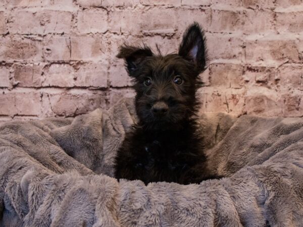 Scottish Terrier- Available 1/19-DOG-Male-Black-868-PetCenter Old Bridge, New Jersey