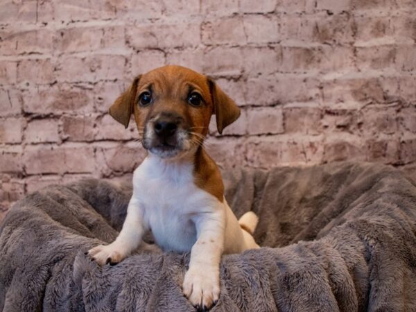 Jack Russell Terrier- Available 1/19-DOG-Male-Brown / White-869-PetCenter Old Bridge, New Jersey