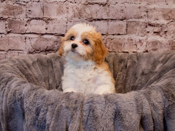 Cavachon-DOG-Male-Blenheim-890-PetCenter Old Bridge, New Jersey