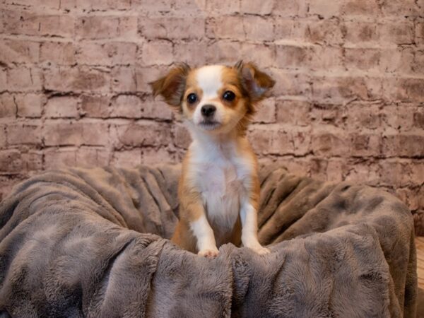 Chihuahua- Available 1/26-DOG-Female-Fawn / White-893-PetCenter Old Bridge, New Jersey