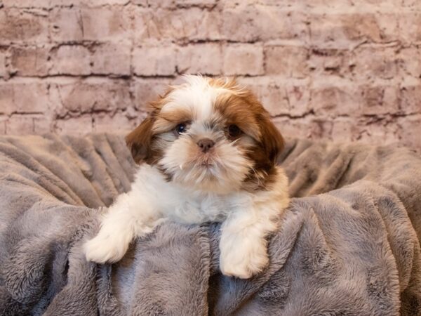 Shih Tzu- Available 1/26-DOG-Male-Liver / White-892-PetCenter Old Bridge, New Jersey