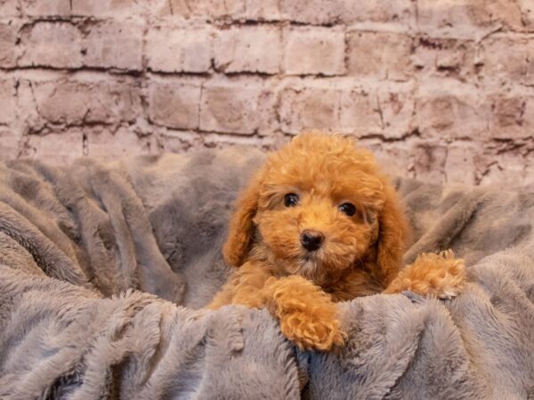 Poodle- Available 1/26-DOG-Female-Light Red-900-PetCenter Old Bridge, New Jersey