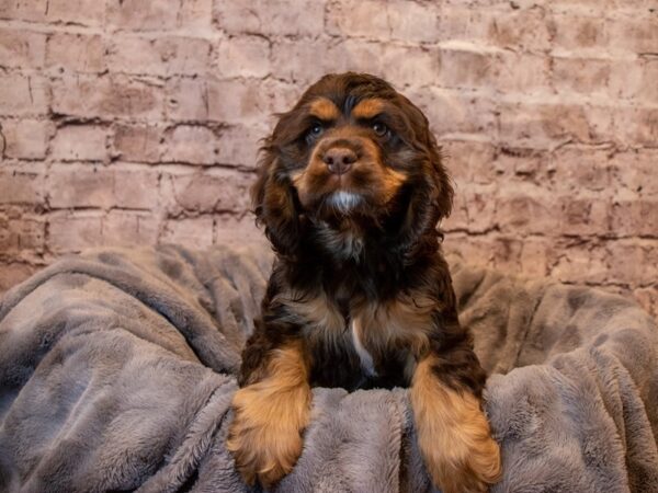 Cocker Spaniel- Available 1/26-DOG-Female-Chocolate and Tan-895-PetCenter Old Bridge, New Jersey