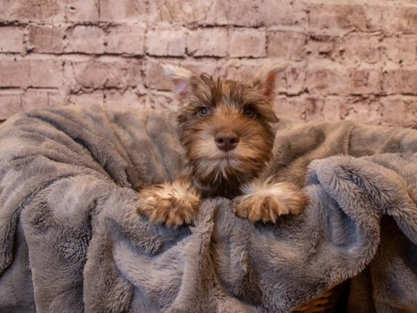 Miniature Schnauzer- Available 1/26-DOG-Male-Chocolate-898-PetCenter Old Bridge, New Jersey