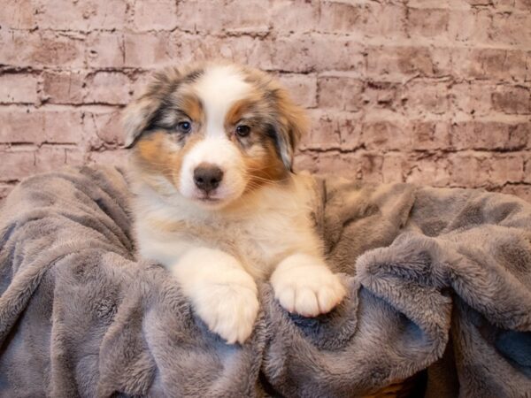 Miniature American Shepherd- Available 1/26-DOG-Male-Blue Merle-896-PetCenter Old Bridge, New Jersey