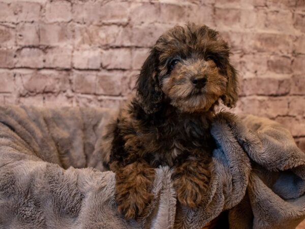 Poodle- Available 1/26-DOG-Male-Blue Merle-901-PetCenter Old Bridge, New Jersey