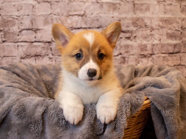 Pembroke Welsh Corgi- Available 1/26-DOG-Male-Red / White-891-PetCenter Old Bridge, New Jersey
