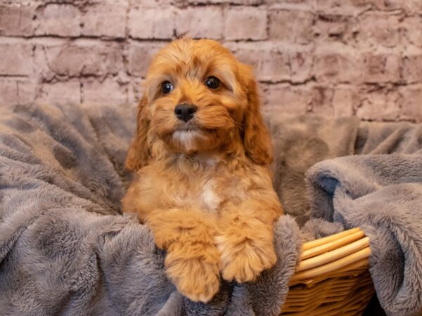 Cockapoo- Available 1/26-DOG-Male-Red-899-PetCenter Old Bridge, New Jersey