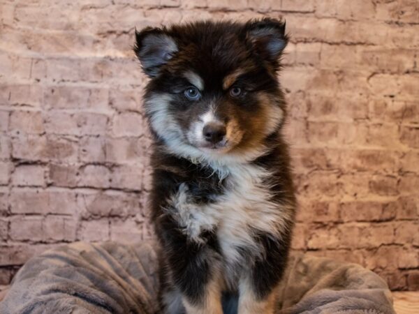 Pomsky- Available 1/26-DOG-Male-Black / Tan-897-PetCenter Old Bridge, New Jersey