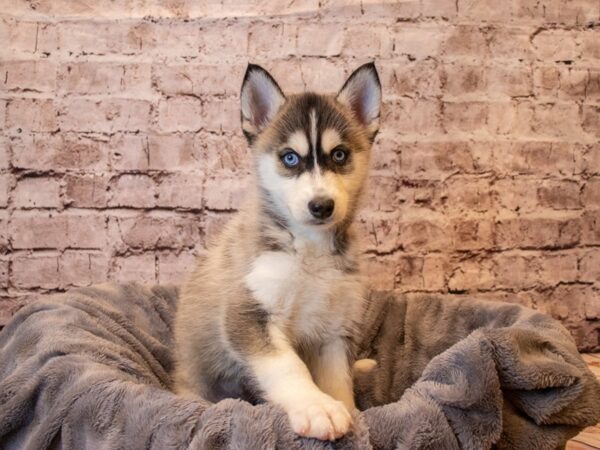 Pomsky 2nd Gen- Available 1/26-DOG-Female-Black / White-894-PetCenter Old Bridge, New Jersey