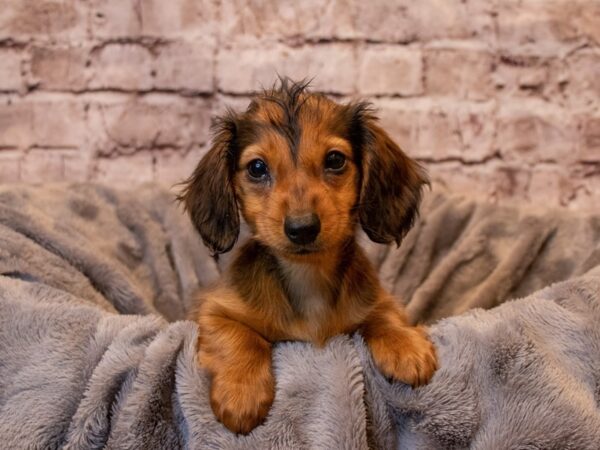 Dachshund- Available 1/26-DOG-Female-Red-914-PetCenter Old Bridge, New Jersey