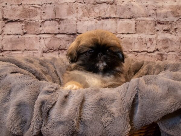 Pekingese- Available 1/26-DOG-Male-Fawn-909-PetCenter Old Bridge, New Jersey