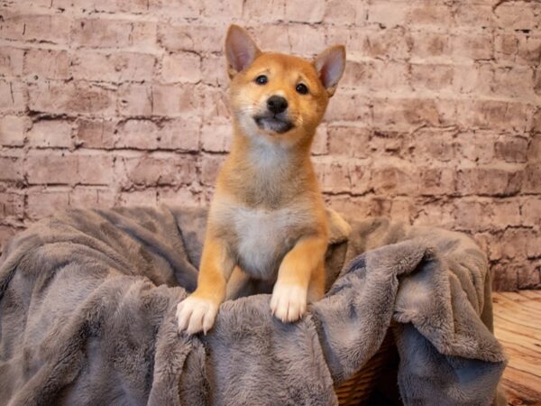 Shiba Inu- Available 1/26-DOG-Female-Red-915-PetCenter Old Bridge, New Jersey