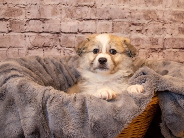 Australian Eskimo- Available 1/26-DOG-Female-Silver Gold and White-911-PetCenter Old Bridge, New Jersey