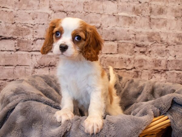 Cavalier King Charles Spaniel- Available 1/26-DOG-Female-Blenheim-910-PetCenter Old Bridge, New Jersey