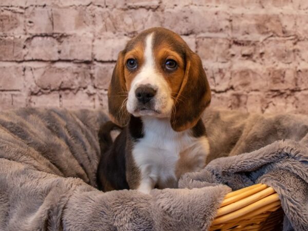 Beagle- Available 1/26-DOG-Female-Black White and Tan-908-PetCenter Old Bridge, New Jersey