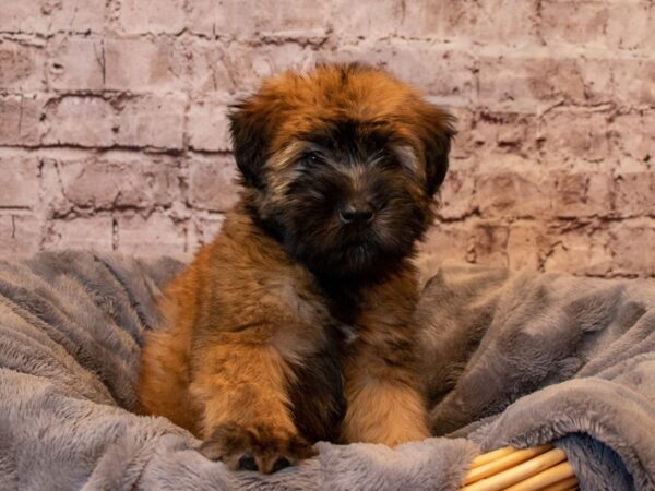 Soft Coated Wheaten Terrier- Available 1/26-DOG-Male-Wheaten-906-PetCenter Old Bridge, New Jersey